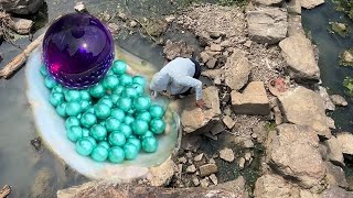 Pearl hunters open pearl oysters to harvest giant purple pearls among hundreds of tiny green pearls [upl. by Ynnol]