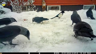 Jackdaws and magpies are foraging on the snowy day ❄️❄️🌡️🌨️🦜 [upl. by Steve]