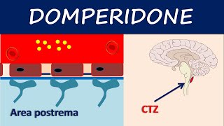 Domperidone  How it acts as an antiemetic [upl. by Garcia946]