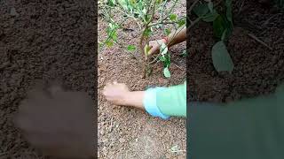 A71 Cut the best grafted lemon twigs grafting lemon wedges shorts easy YouTube youtubeshorts [upl. by Rodavlas346]