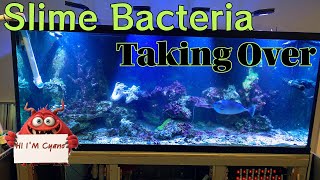 Saltwater Tank with Cyanobacteria [upl. by Tony577]