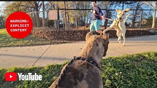 Never take your Dog to a dog park ask me why [upl. by Vaish]