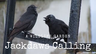 Jackdaws Calling The Jackdaw Call [upl. by Antrim]