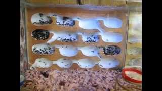 Lasius fuliginosus Беспокойное хозяйство [upl. by Enilra]