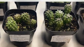 PART 4 MY COPIAPOA CINEREA COLUMNA ALBA 9 MONTH UPDATE RARE CACTUS SEEDLINGS cactus plants [upl. by Emmet]