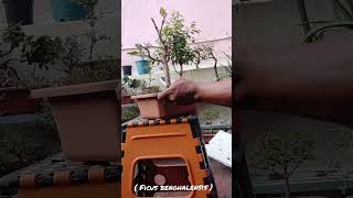 Pruning banyan bonsai before winter  Autumn pruning  Ficus pruning banyan winter autumn [upl. by Abehsat141]