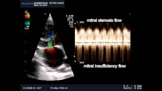 VSD and mitral stenosis and TI in a cat  VSD en mitralis stenose en TI bij een kat [upl. by Netsud]