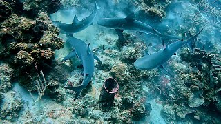 St Croix Thurs Sept 12 2024  Dive 2 Salt River East [upl. by Solraced484]