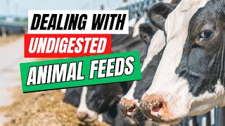 Why Undigested Animal Feeds Is Slowing Down The Growth and Productivity of Your Animals [upl. by Kazue]