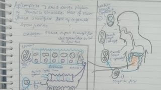 Coccidian ParasiteCryptoCycloIsospraConcept [upl. by Gildus]