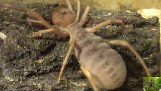 Big Camel Spider Solifugae [upl. by Lesig776]