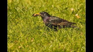 Murmuration 1 Amazing Starling Murmuration [upl. by Ellicec308]