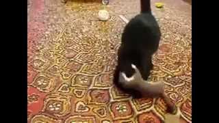 Weasel attacking cat  Weasel vs Cat Who will win [upl. by Mitchel444]