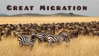 Great Migration Masai Mara Kenya migration wildlife kenya [upl. by Okkin]