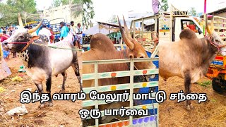 200 மாடுகள் இந்த வாரம் விற்பனை மேலூர் மாட்டு சந்தையில் mysteryofvillage [upl. by Timmie]