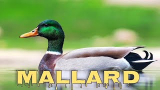 Mallard sound wild duck call [upl. by Belita]