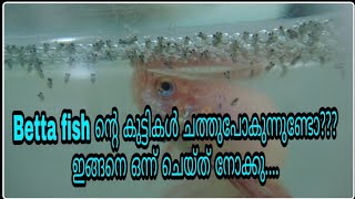 How to care betta babiesfighterfish ന്റെ കുട്ടികളെ എങ്ങനെ വളർത്താം [upl. by Marte33]