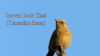 Brown Rock Chat in the wild  Brown Rockchat  Birds Videos  Indian Chat [upl. by Cristie]