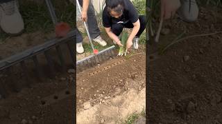 A good tool for planting onions easily and quickly [upl. by Alenas711]