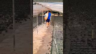 Frog Farming in China The Biggest Frog in the World shorts shortsfeed trending science [upl. by Anilek46]