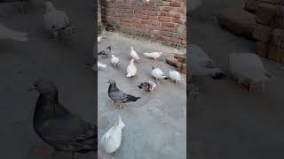 🕊🕊🕊 pigeon pigeonvlogger pets experiment [upl. by Ariana670]