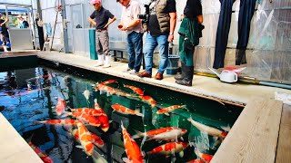 What is it like to buy Koi in Japan Join us for our most recent trip to Japan [upl. by Cassilda766]