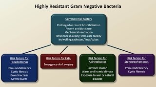 Antibiotics for Gram Negative Infections Antibiotics  Lecture 5 [upl. by Vanny]