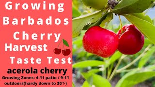 Growing Barbados Acerola Cherry Tree Harvest Taste Test [upl. by Cutcheon]