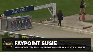 Faypoint Susie  STAR SPORTSTRC ENGLISH GREYHOUND DERBY 2024 TRIAL STAKES [upl. by Krahling549]