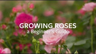 How to grow Roses  Grow at Home  Royal Horticultural Society [upl. by Eiaj]