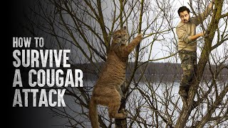 How to Survive a Cougar Attack [upl. by Arlyne]