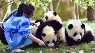 🐼 Too Funny Funny moments of Panda and BreederPanda Funny Video [upl. by Faunia]