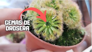 REPRODUCE DROSERAS  Aprende a cultivar gemas [upl. by Neelyad658]