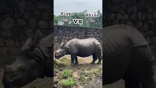 Hippo 🦛 vs 🦏 Rhino amazingfacts animals interestingfacts youtubeshorts ytshort hippo rhino [upl. by Revell]