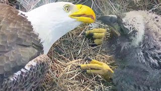 SWFL EaglesM15 brings a lump meat is feeding E23921 am 20240127 [upl. by Rayford5]