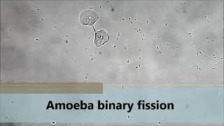 Amoeba binary fission 🔬 [upl. by Kare]