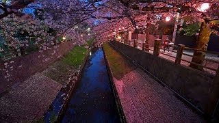 4K・ Night Sakura of Mama river in Ichikawa city ・4K HDR [upl. by Tisha]