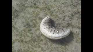 Oman sea cucumber Holothuria scabra in motion by Khalfan Al Rashdi [upl. by Niwred]