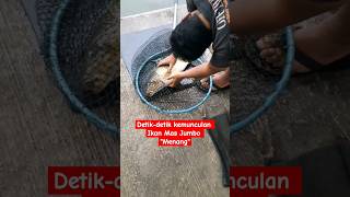 Viral Monster Ikan Mas Jumbo  Menang Pemancingan Galatama mancing viral fyp [upl. by Atiken]