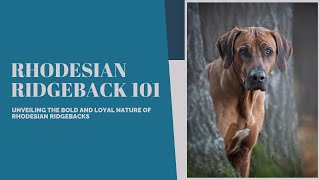 Rhodesian Ridgeback Revealed Majestic Lion Hunters of Africa [upl. by Haididej]