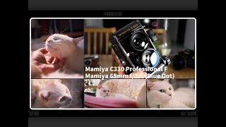 【除了画画啥都会】Mamiya 65mm f3 5 C330F rdp3 拍猫猫日常 6x6画幅果然还是够细腻 [upl. by Ylurt]