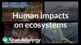 Human impacts on ecosystems  Biodiversity and human impacts  High school biology  Khan Academy [upl. by Joline]