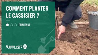 TUTO Comment planter un cassissier en racines nues   Jardinerie Gamm vert [upl. by Giglio951]