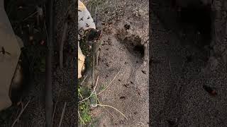 Removing Huge Hornet nest 13​ insectnest nature honeybee hornetnest farming nest [upl. by Ykroc27]