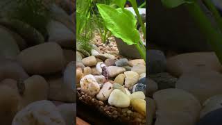 Mr Kuhli loach aquarium noodles nature [upl. by Ennahtur]