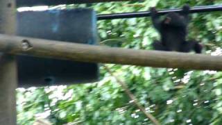 Baby Chimps Playing [upl. by Elkin]