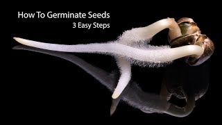 How To Germinate Seeds Fast  3 Simple Steps [upl. by Grimbald]