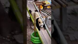 Panda Playing Adorable Moments Caught on Camera [upl. by Anelad168]