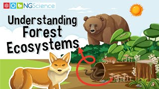 Understanding Forest Ecosystems [upl. by Wavell347]