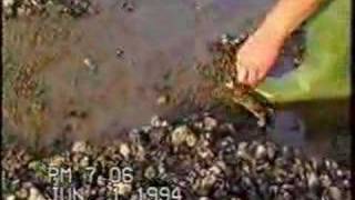 Hunstanton England Crabbing [upl. by Ylellan257]